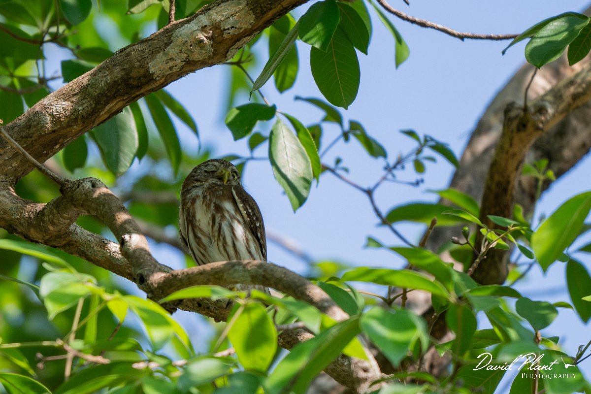 DPPhotography - Pantanal - Ferruginous pygmy owl - E.jpg - Ferruginous pygmy owl -  Pantanal, Brazil