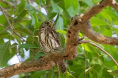 DPPhotography - Pantanal - Ferruginous pygmy owl - B