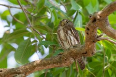 DPPhotography - Pantanal - Ferruginous pygmy owl - C