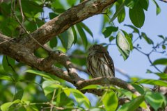 DPPhotography - Pantanal - Ferruginous pygmy owl - D