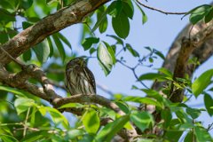 DPPhotography - Pantanal - Ferruginous pygmy owl - E