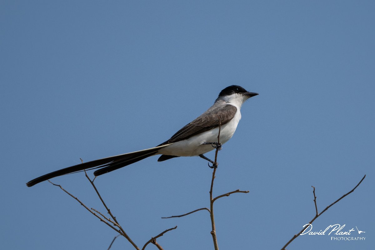 DPPhotography - Pantanal - Fork-tailed flycatcher - A.jpg - Fork-tailed flycatcher -  Pantanal, Brazil
