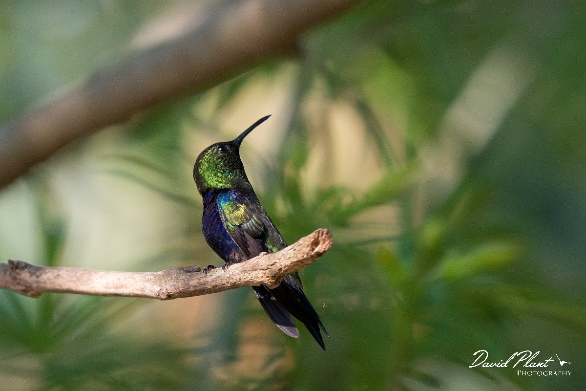 DPPhotography - Pantanal - Fork-tailed woodnymph - A.jpg - Fork-tailed woodnymph -  Pantanal, Brazil