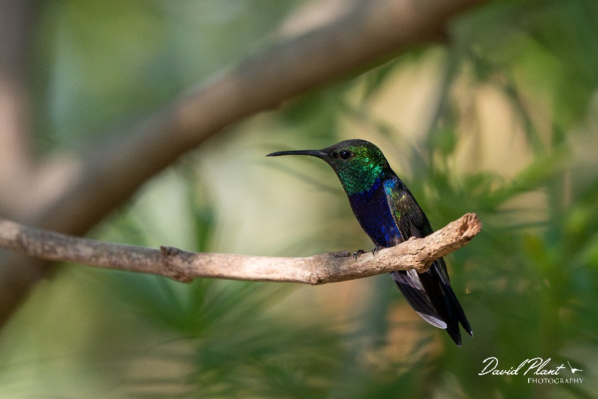 DPPhotography - Pantanal - Fork-tailed woodnymph - C.jpg - Fork-tailed woodnymph -  Pantanal, Brazil