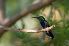 DPPhotography - Pantanal - Fork-tailed woodnymph - C
