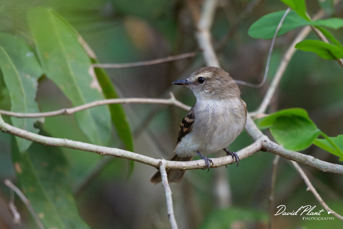 DPPhotography - Pantanal - Fuscous flycatcher - A.jpg - Fuscous flycatcher -  Pantanal, Brazil
