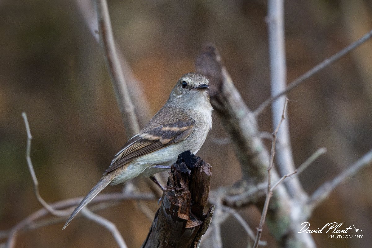 DPPhotography - Pantanal - Fuscous flycatcher - C.jpg - Fuscous flycatcher -  Pantanal, Brazil