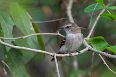 DPPhotography - Pantanal - Fuscous flycatcher - A