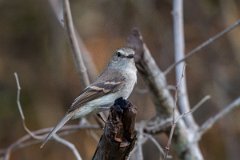 DPPhotography - Pantanal - Fuscous flycatcher - C