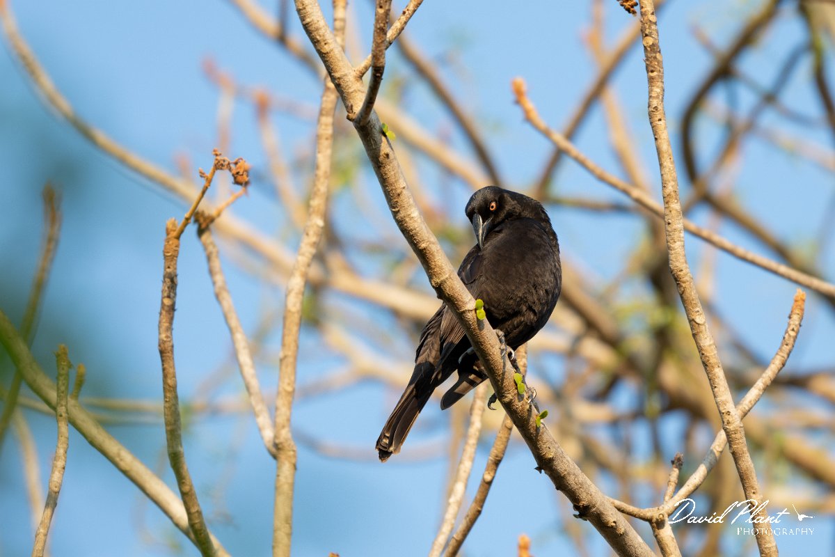 DPPhotography - Pantanal - Giant cowbird - A.jpg - Giant cowbird - Pantanal, Brazil