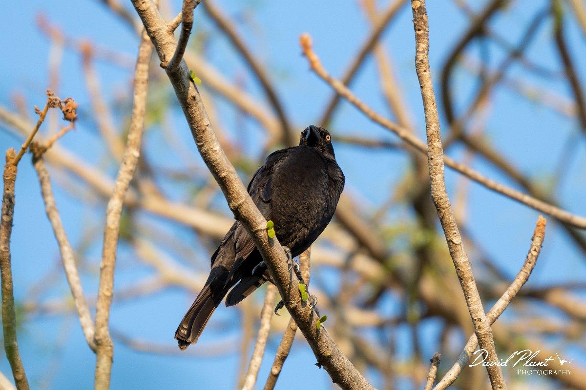 DPPhotography - Pantanal - Giant cowbird - B.jpg - Giant cowbird - Pantanal, Brazil