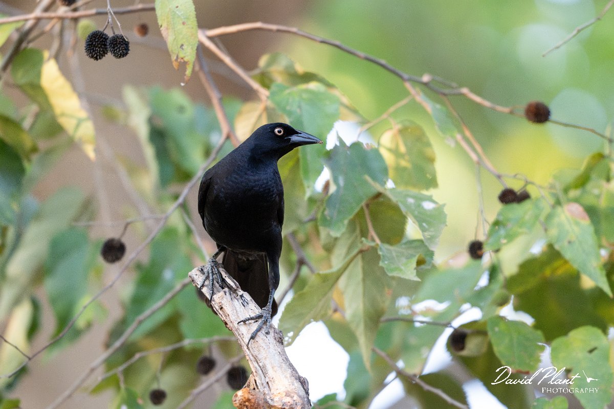 DPPhotography - Pantanal - Giant cowbird - C.jpg - Giant cowbird - Pantanal, Brazil