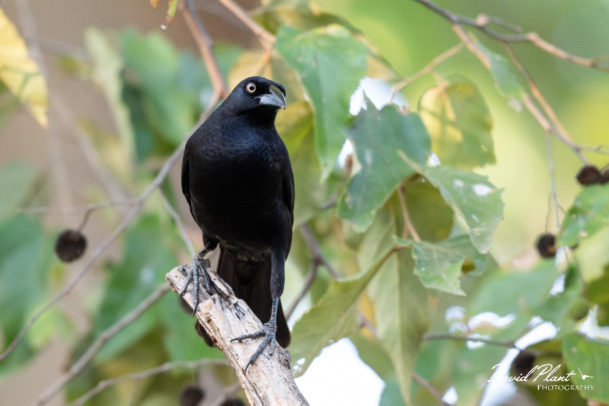 DPPhotography - Pantanal - Giant cowbird - D.jpg - Giant cowbird - Pantanal, Brazil
