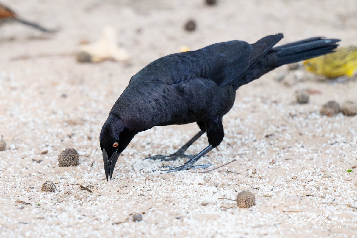 DPPhotography - Pantanal - Giant cowbird - E.jpg - Giant cowbird - Pantanal, Brazil