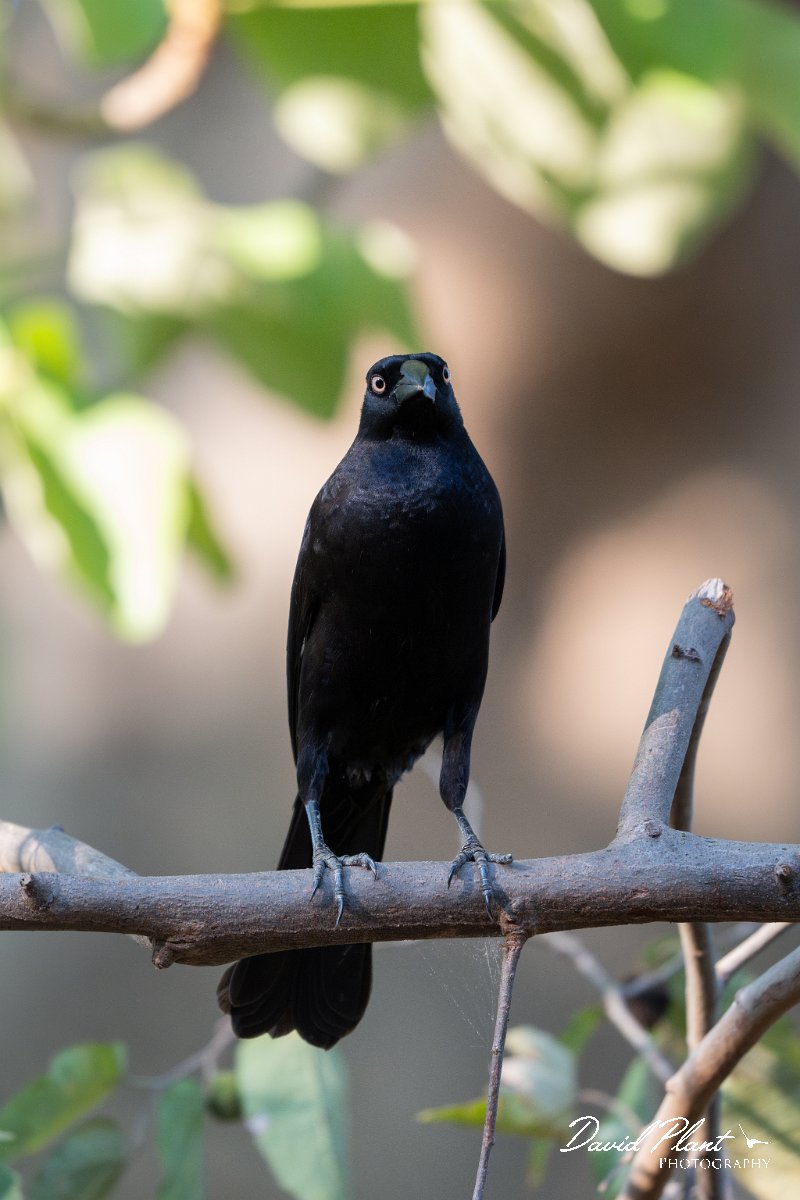 DPPhotography - Pantanal - Giant cowbird - G.jpg - Giant cowbird - Pantanal, Brazil