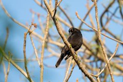 DPPhotography - Pantanal - Giant cowbird - A