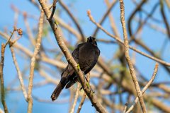 DPPhotography - Pantanal - Giant cowbird - B
