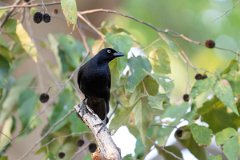 DPPhotography - Pantanal - Giant cowbird - C