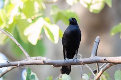 DPPhotography - Pantanal - Giant cowbird - F