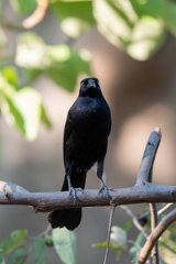 DPPhotography - Pantanal - Giant cowbird - G