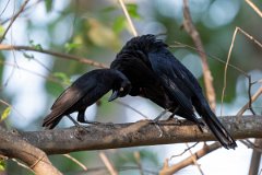 DPPhotography - Pantanal - Giant cowbird - H
