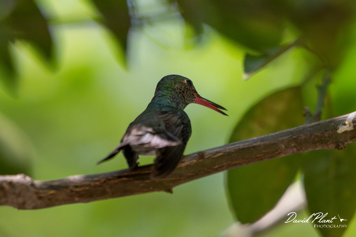 DPPhotography - Pantanal - Glittering-throated emerald - B.jpg - Glittering-throated emerald - Pantanal, Brazil