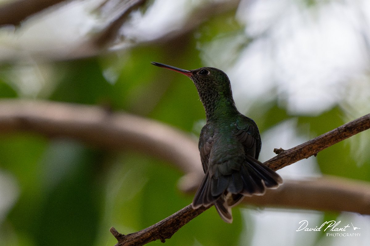 DPPhotography - Pantanal - Glittering-throated emerald - C.jpg - Glittering-throated emerald - Pantanal, Brazil