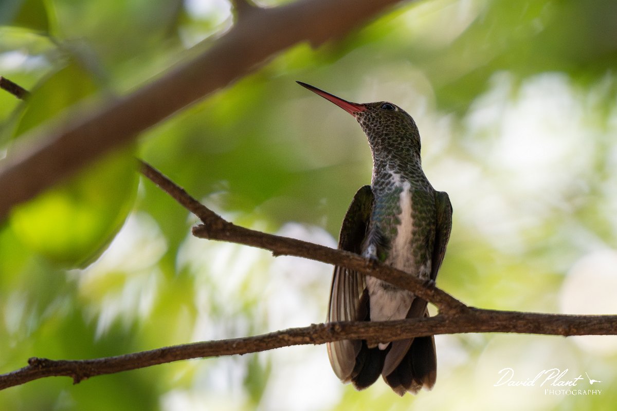 DPPhotography - Pantanal - Glittering-throated emerald - D.jpg - Glittering-throated emerald - Pantanal, Brazil