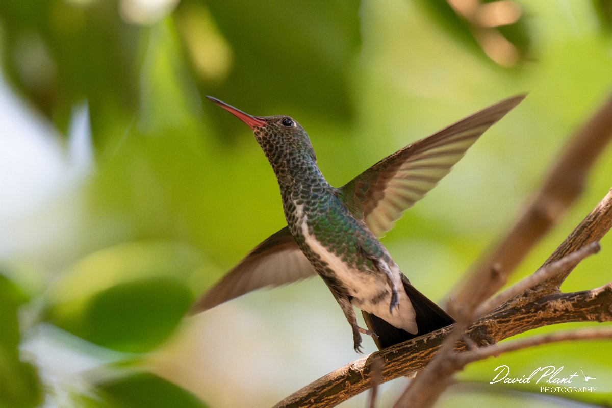 DPPhotography - Pantanal - Glittering-throated emerald - F.jpg - Glittering-throated emerald - Pantanal, Brazil