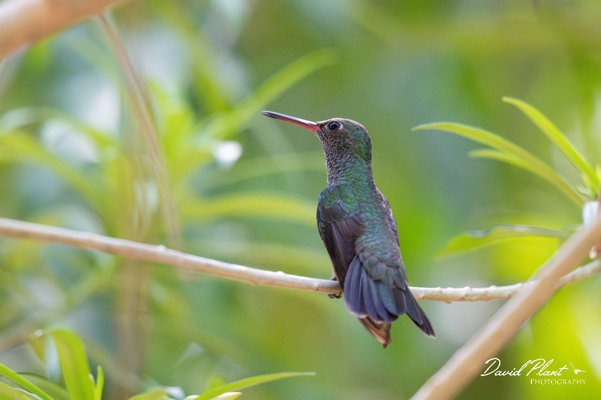 DPPhotography - Pantanal - Glittering-throated emerald - H.jpg - Glittering-throated emerald - Pantanal, Brazil