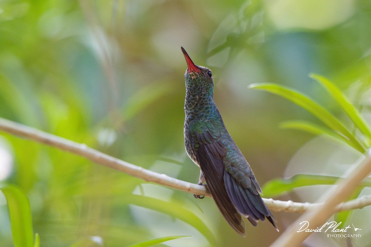 DPPhotography - Pantanal - Glittering-throated emerald - I.jpg - Glittering-throated emerald - Pantanal, Brazil