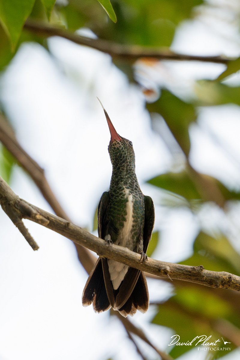 DPPhotography - Pantanal - Glittering-throated emerald - J.jpg - Glittering-throated emerald - Pantanal, Brazil