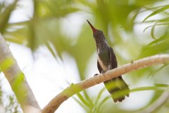 DPPhotography - Pantanal - Glittering-throated emerald - A
