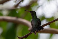 DPPhotography - Pantanal - Glittering-throated emerald - C