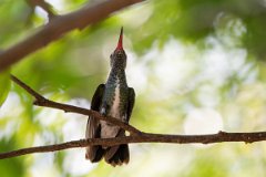 DPPhotography - Pantanal - Glittering-throated emerald - E