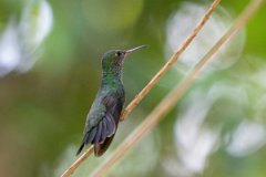 DPPhotography - Pantanal - Glittering-throated emerald - G