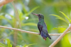 DPPhotography - Pantanal - Glittering-throated emerald - H