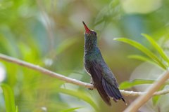 DPPhotography - Pantanal - Glittering-throated emerald - I