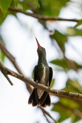 DPPhotography - Pantanal - Glittering-throated emerald - J
