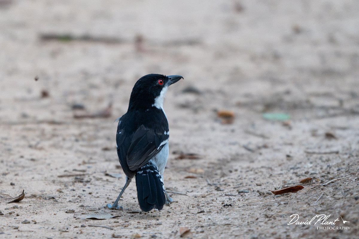 DPPhotography - Pantanal - Great antshrike - A.jpg - Great antshrike, male - Pantanal, Brazil