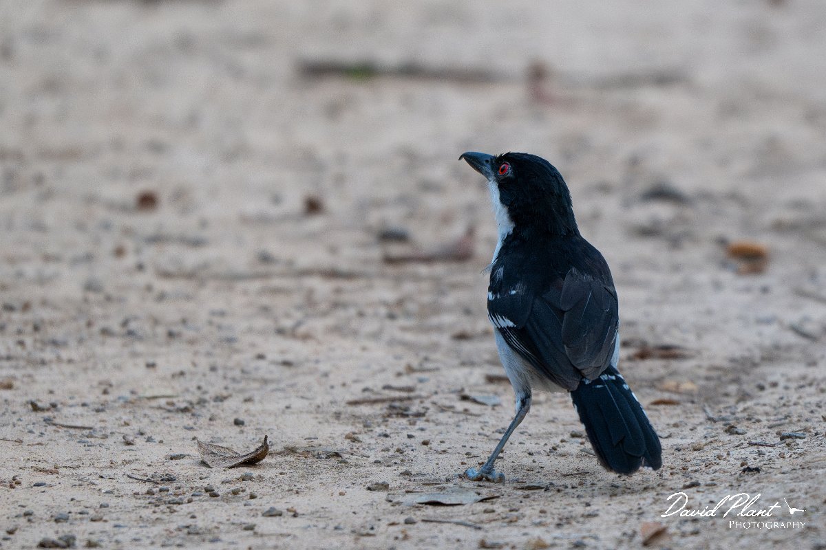 DPPhotography - Pantanal - Great antshrike - B.jpg - Great antshrike, male - Pantanal, Brazil