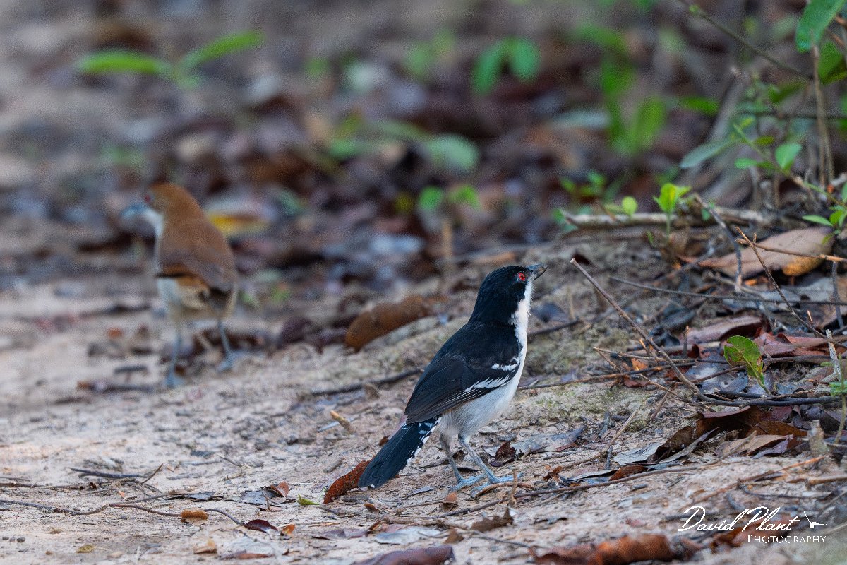 DPPhotography - Pantanal - Great antshrike - C.jpg - Great antshrike, pair - Pantanal, Brazil