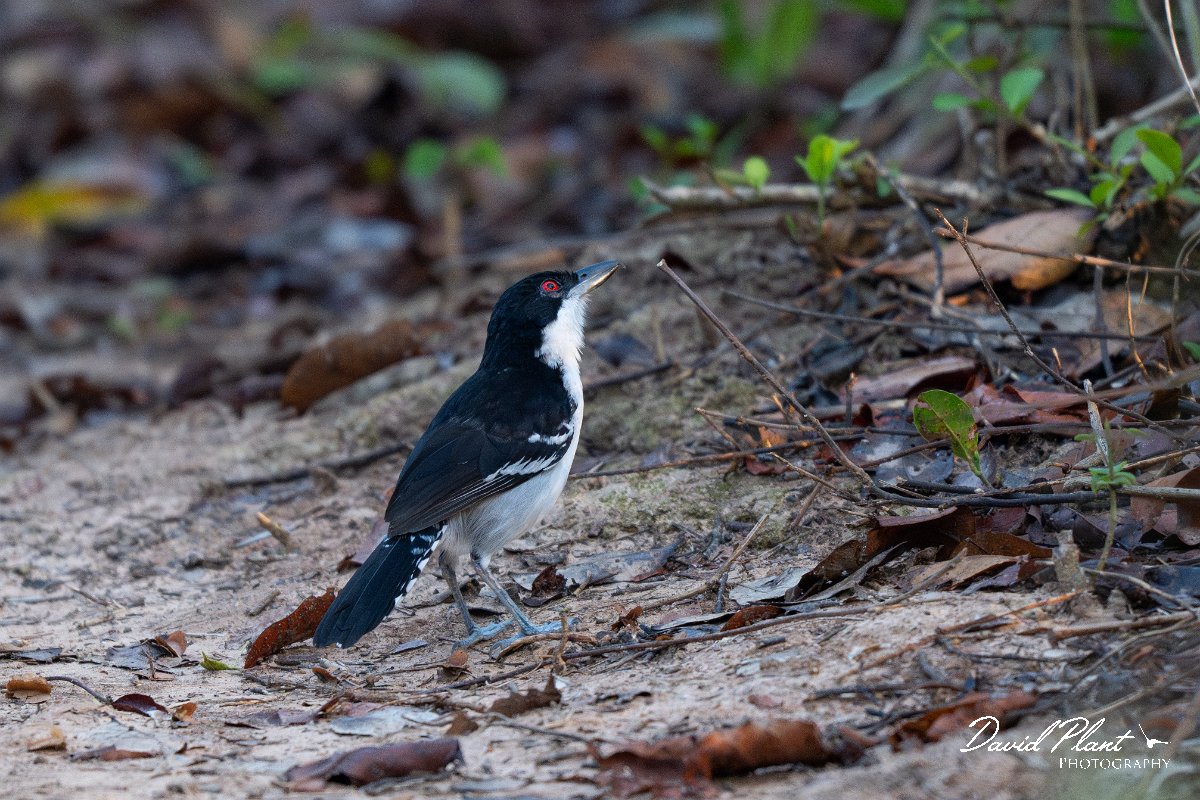 DPPhotography - Pantanal - Great antshrike - D.jpg - Great antshrike, male - Pantanal, Brazil
