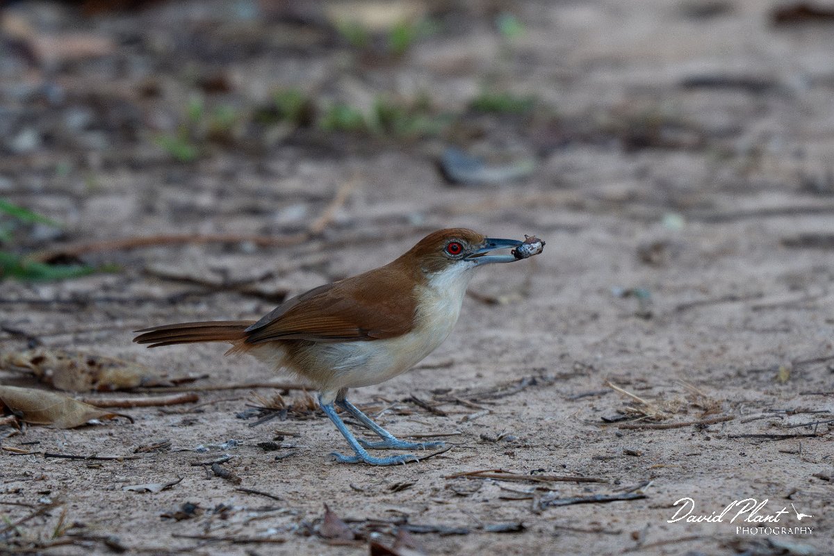 DPPhotography - Pantanal - Great antshrike - F.jpg - Great antshrike, female - Pantanal, Brazil