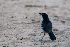 DPPhotography - Pantanal - Great antshrike - B