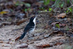 DPPhotography - Pantanal - Great antshrike - D