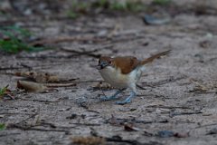 DPPhotography - Pantanal - Great antshrike - E