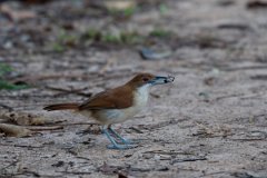 DPPhotography - Pantanal - Great antshrike - F