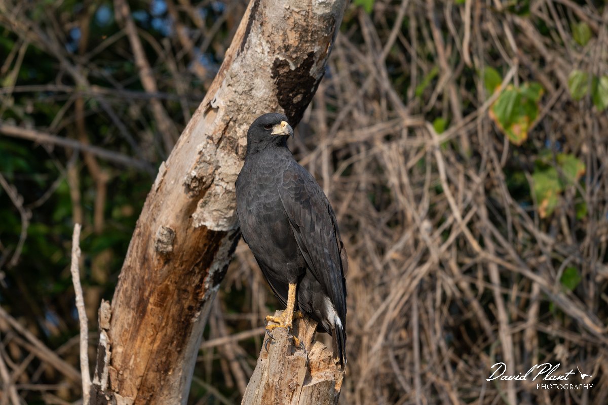 DPPhotography - Pantanal - Great black hawk - C.jpg - Great black hawk - Pantanal, Brazil