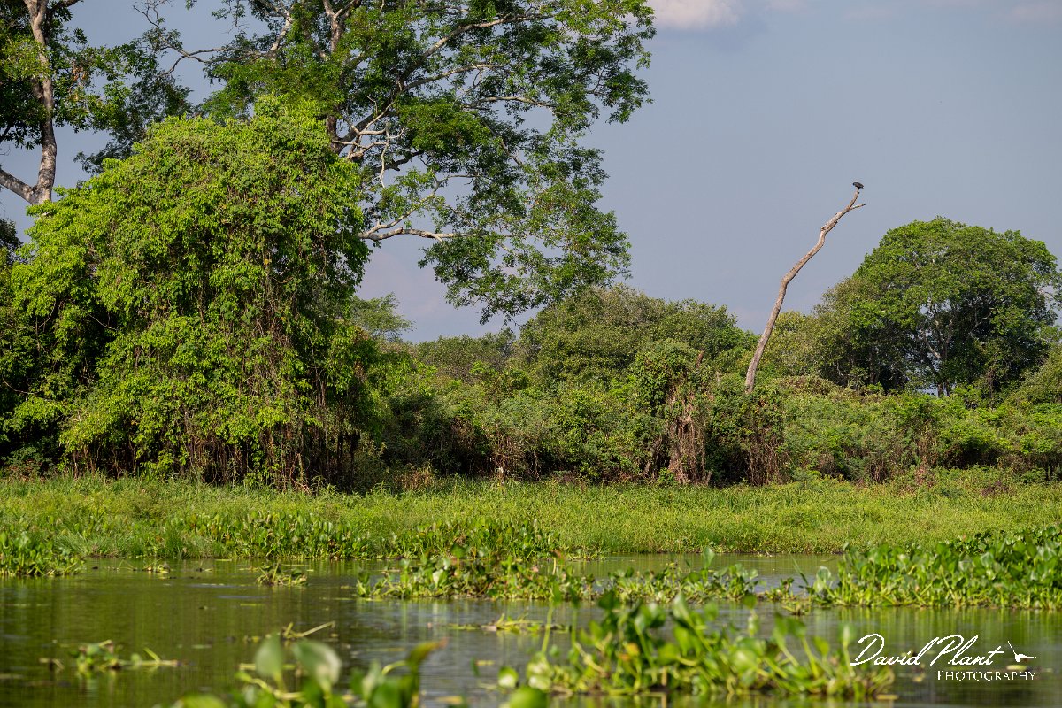 DPPhotography - Pantanal - Great black hawk - E.jpg - Great black hawk - Pantanal, Brazil